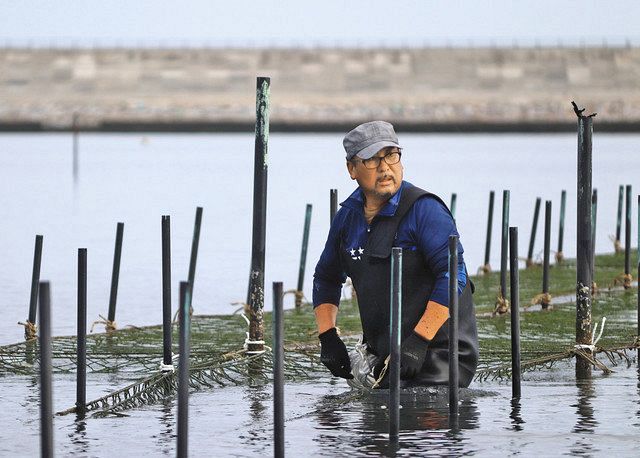 アオサノリの網を柆に張る漁師の遠藤友幸さん。春まで収穫作業が続く＝2020年10月22日、福島県相馬市の松川浦で