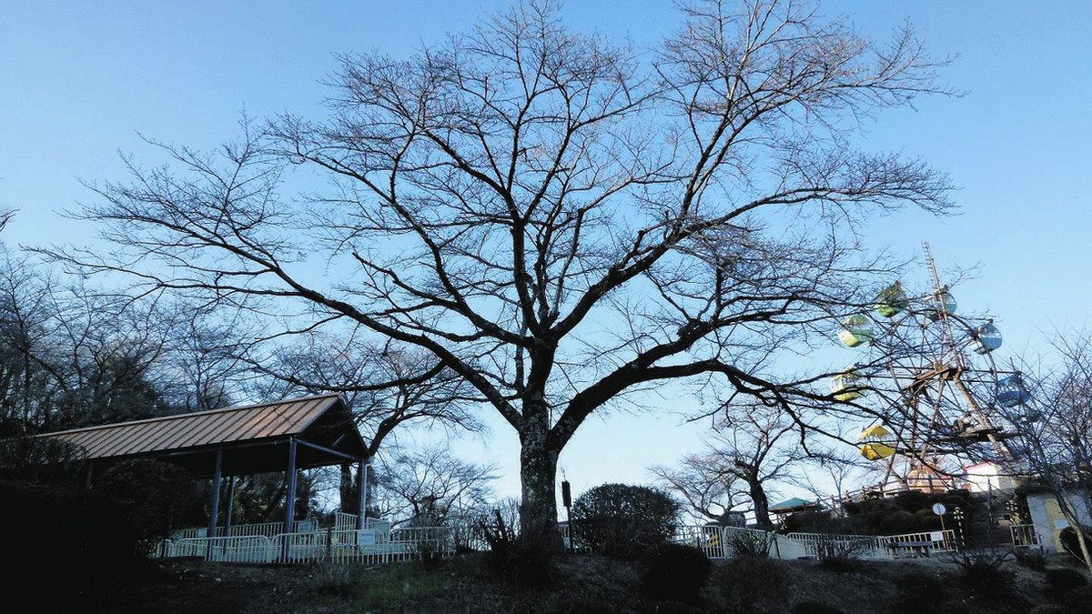 鹿沼市独自の開花宣言「標本木」決まる 千手山公園のソメイヨシノ古木1本：東京新聞デジタル