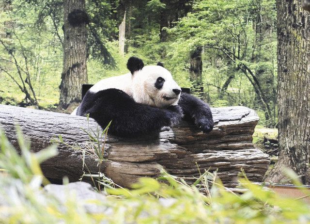 上野動物園のパンダのもり 一般公開始まる 東京新聞 Tokyo Web