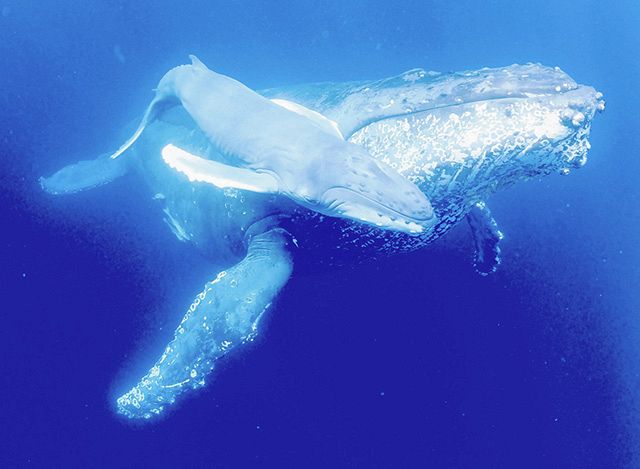 親子で学ぶぅ 社会編＞生まれたばかりの子クジラ撮影 ：東京新聞 TOKYO Web