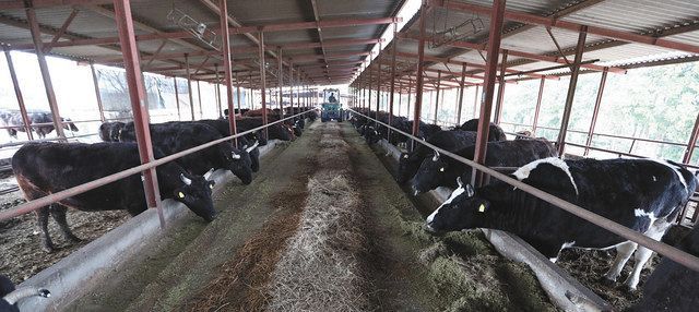 いちご（右端）や出荷されることのない肉用牛２５０頭が暮らす「希望の牧場・ふくしま」の牛舎＝福島県浪江町で