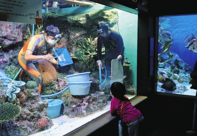 夏休み前に水槽ピカピカ サンシャイン水族館：東京新聞 TOKYO Web