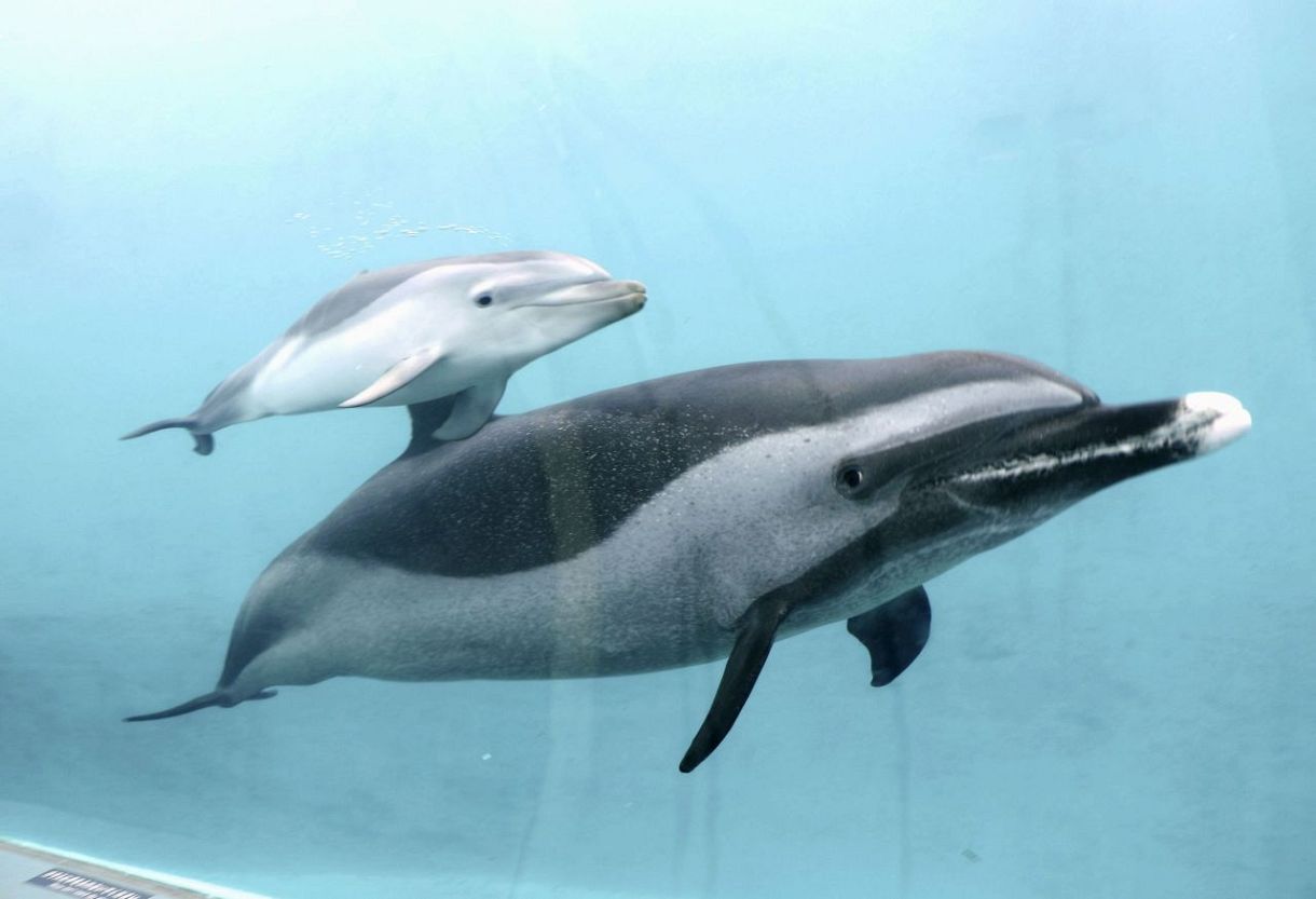イルカメページ マダライルカの赤ちゃん、公開 和歌山・太地、くじらの博物館：東京