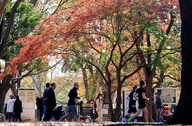 秋が深まり、黄色や赤に色づく代々木公園の木々＝2020年11月28日、東京都渋谷区で（佐藤哲紀撮影）