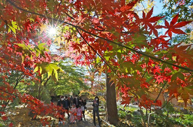 色づき初め浄真寺の境内を鮮やかに彩る紅葉＝2020年11月28日、東京都世田谷区で（隈崎稔樹撮影）