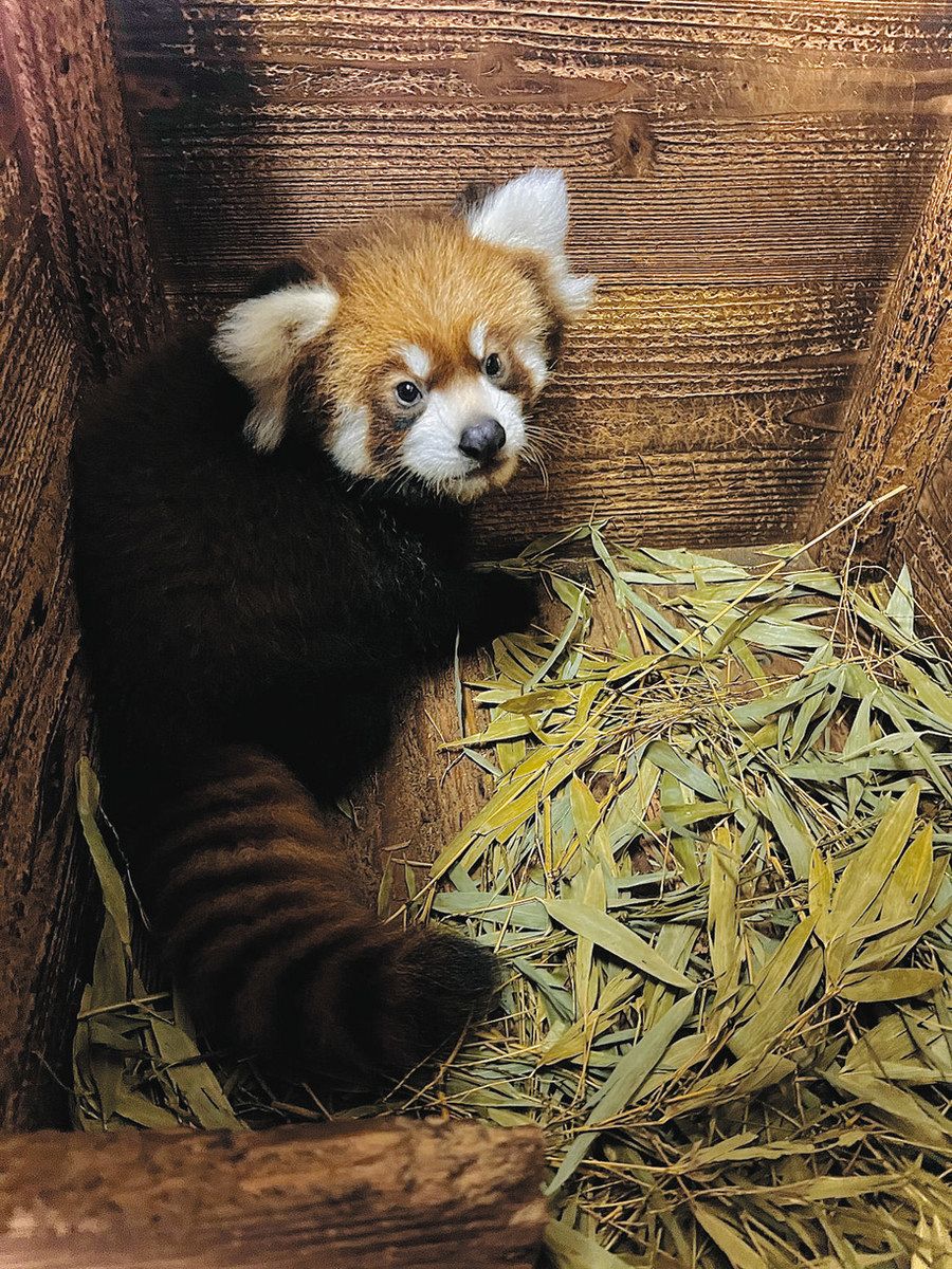 レッサーパンダの赤ちゃん登場 羽村市動物公園で10月6日から 名前の