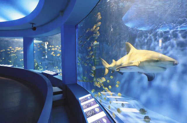 思い出と歴史をVRで残そう 閉館した京急油壺マリンパーク再現目指しCF