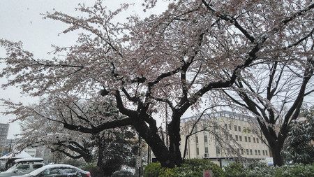 季節が逆戻りし、満開の桜に降り積もる雪＝県庁で