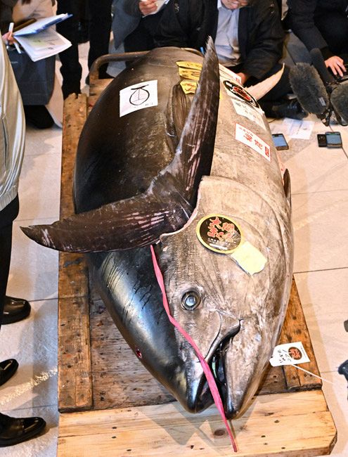 豊洲市場で初競り 最高値のマグロは2億円超：東京新聞デジタル