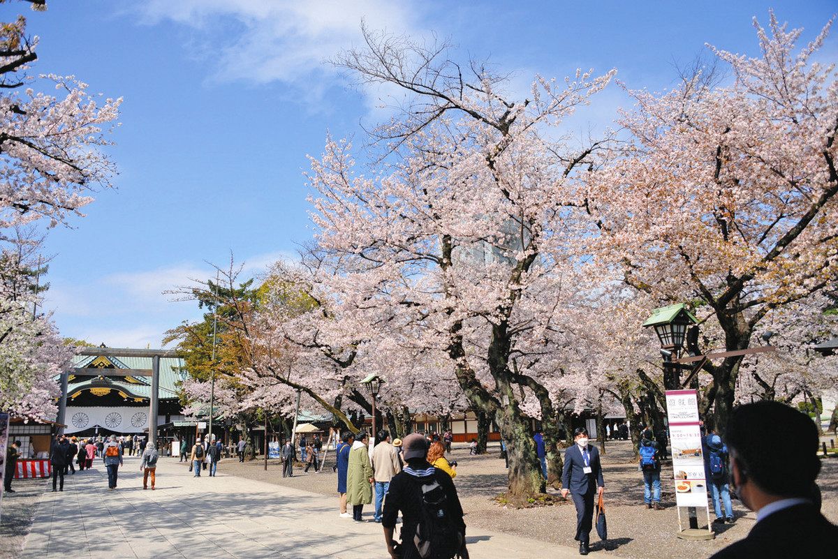 靖国神社の桜を守りたい 老化や害虫…倒木の危機 崇敬奉賛会が