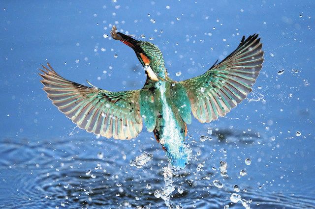 いばらき探鳥記 カワセミ チー 水面ギリギリ飛び回る 東京新聞 Tokyo Web