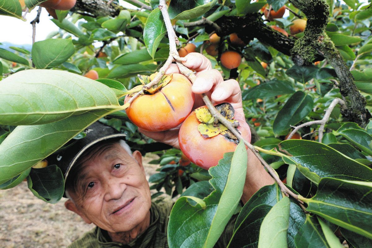 暑さに負けず柿たわわ フルーツ王国・石岡で収穫最盛期:東京新聞デジタル