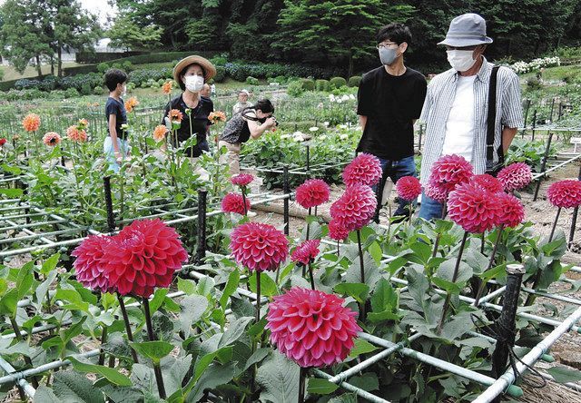 花と緑に心癒やされ 町田ダリア園オープン 東京新聞 Tokyo Web
