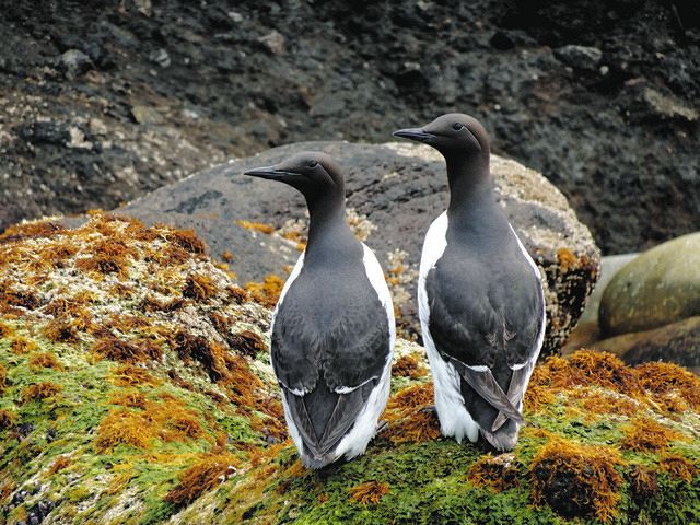 天売島の海岸近くの岩場に立つ2羽のウミガラス＝2020年6月、北海道羽幌町で（環境省提供）
