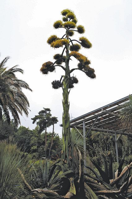 ３４年で初めて開花したアガベ・サルミアナ・フェロクス＝つくば市の国立科学博物館筑波実験植物園で

