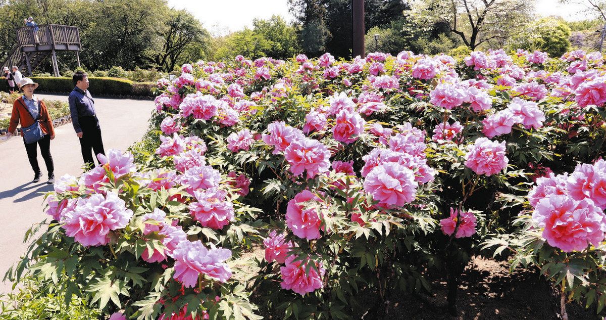 ここだけのボタン華やかに 東松山ぼたん園 新品種「歩々笑美」が開花