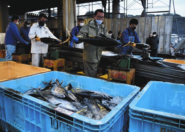 カツオ大漁 沸く勝浦 初水揚げ 昨年上回る１２ ５トン 東京新聞 Tokyo Web
