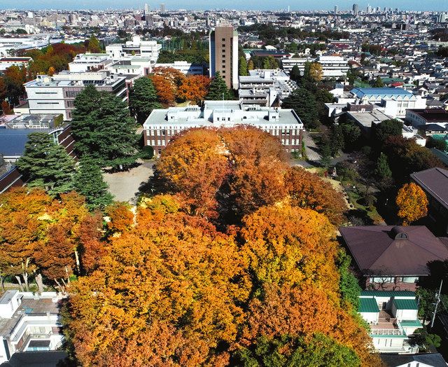 首都残景 30 学び見守る古木 東京新聞 Tokyo Web