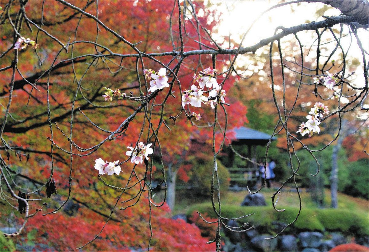 紅葉と冬桜が鮮やか共演 藤岡市三波川の桜山公園：東京新聞デジタル