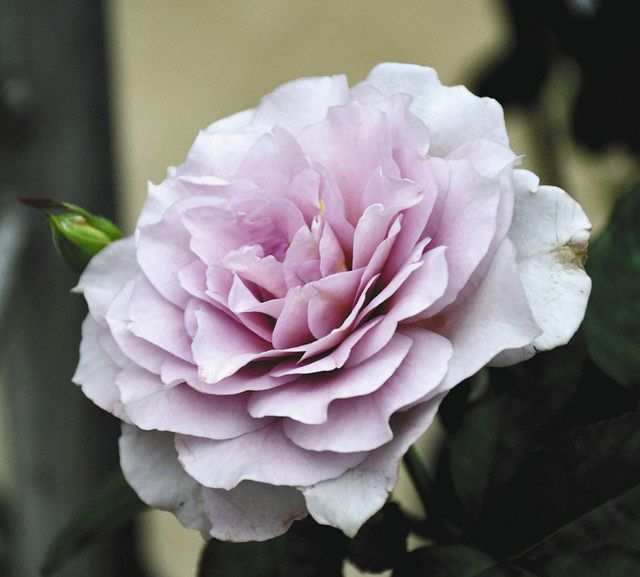 バラ色のアート空間 八千代の京成バラ園で秋イベント 東京新聞 Tokyo Web