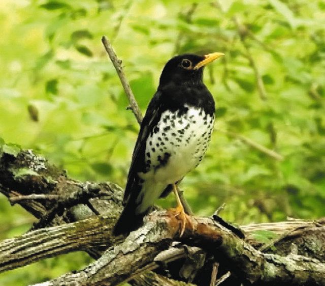 最高峰に学ぶ 富士山自然誌研究会＞鳥類を担当 菅常雄さん：東京新聞