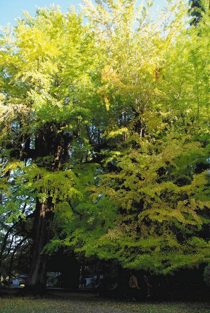 色づいたイチョウの古木を巡るイベントも＝いずれもあきる野市で