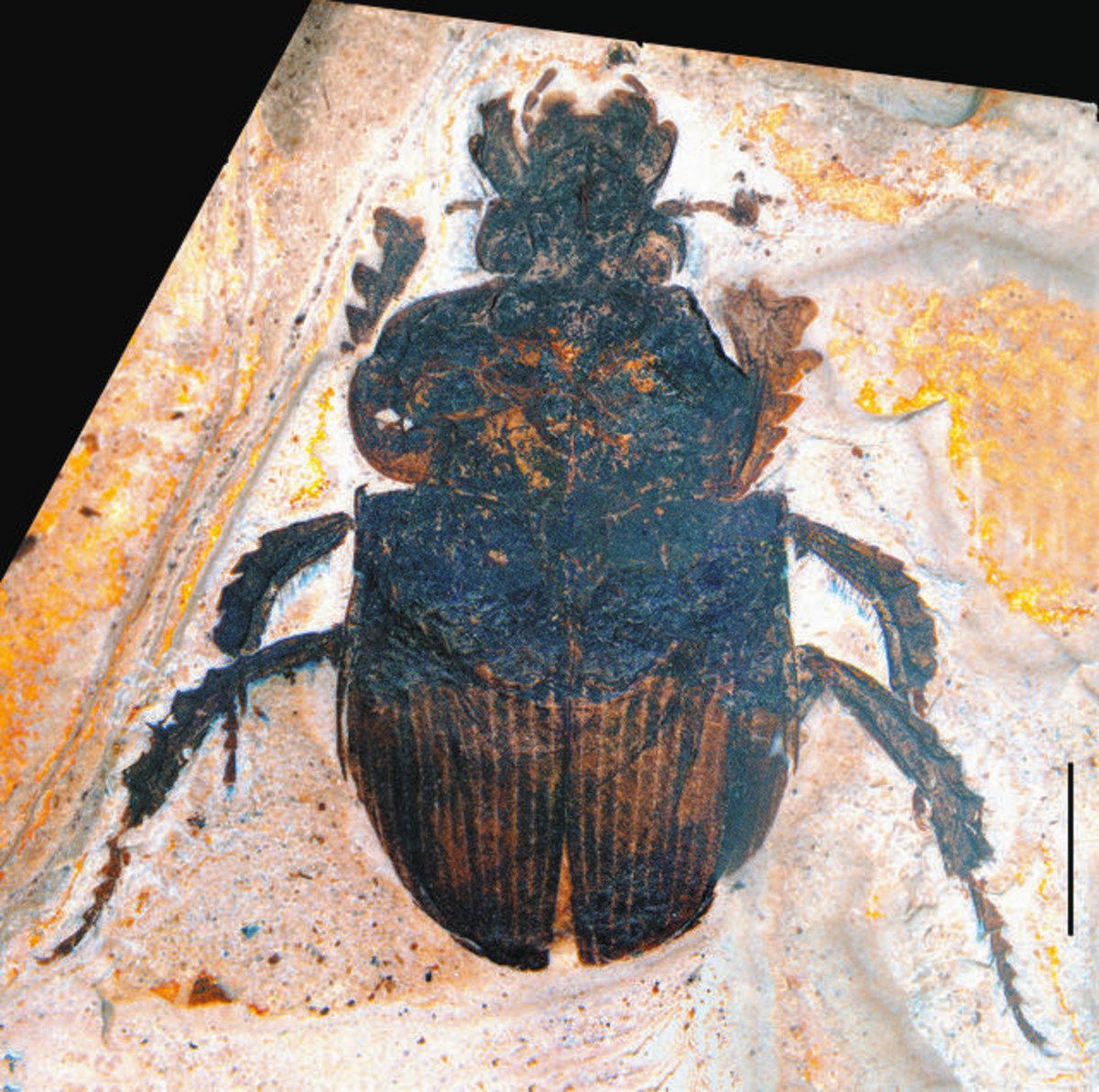 人には聞けない2.0＞完全な形の化石、どうできた？：東京新聞デジタル