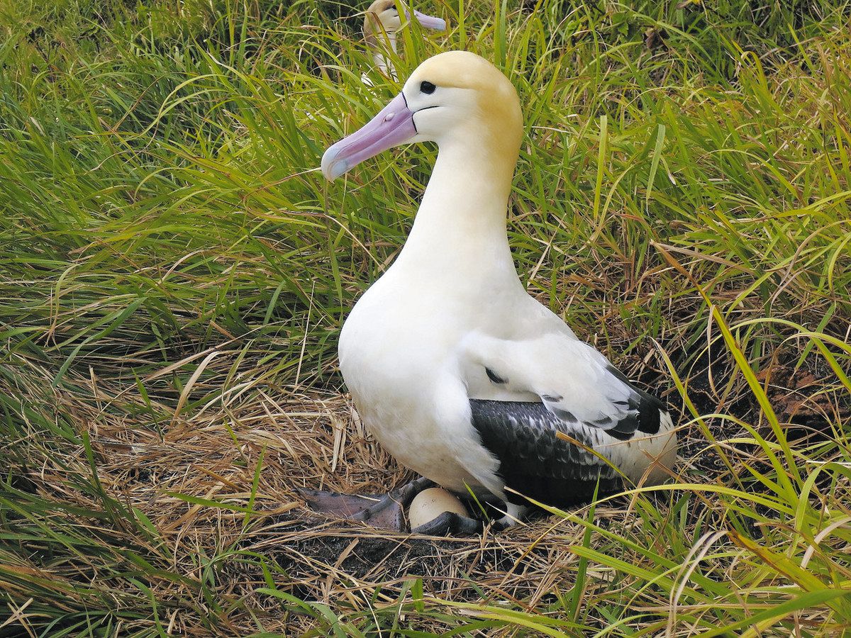 鳥島のアホウドリ 42年7カ月 長寿記録更新 足環など地道な調査 鳥島のアホウドリ 42年7カ月 長寿記録更新 足環など地道な調査