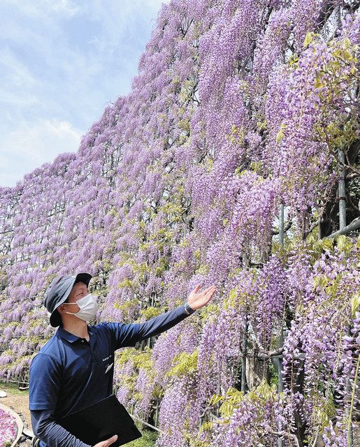 花房たわわ圧巻のフジ 大藤まつり開幕 温暖で3日前倒し あしかが