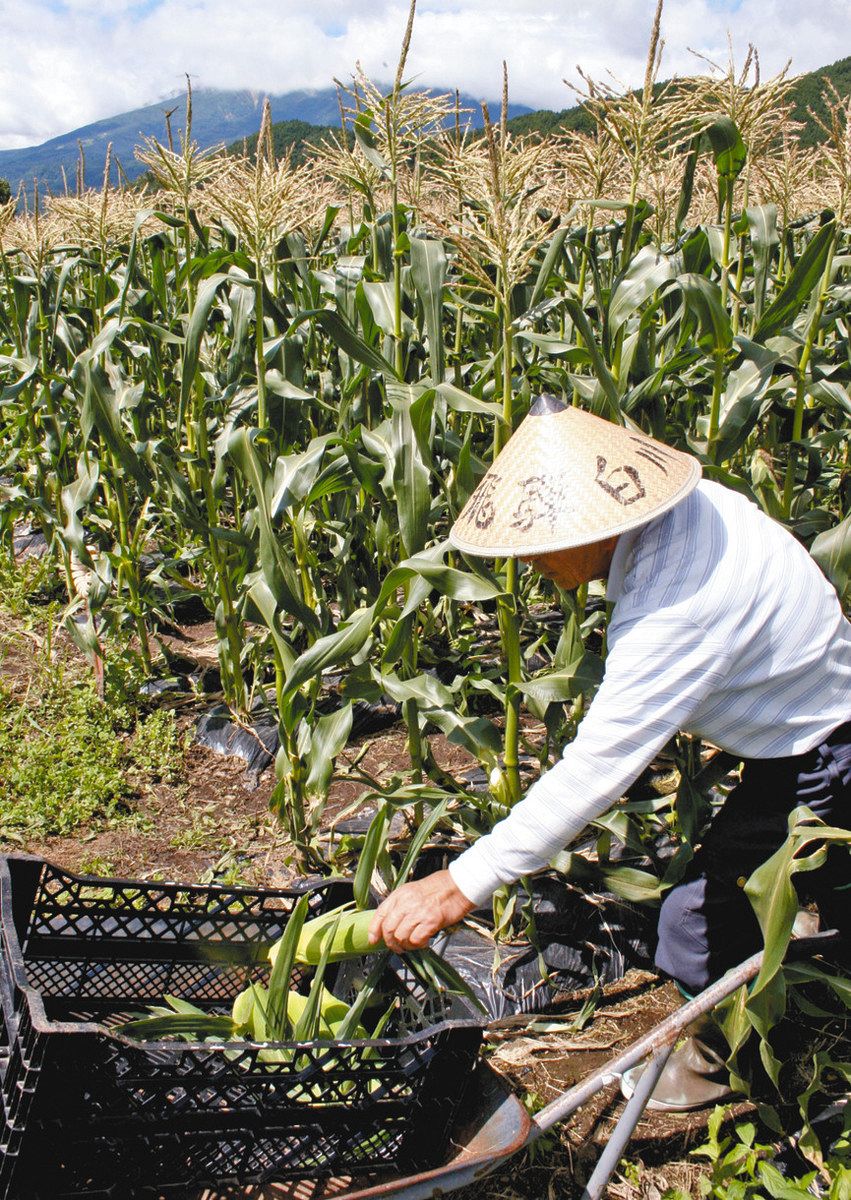 食卓ものがたり＞甘みたっぷり高原の恵み 開田高原のトウモロコシ