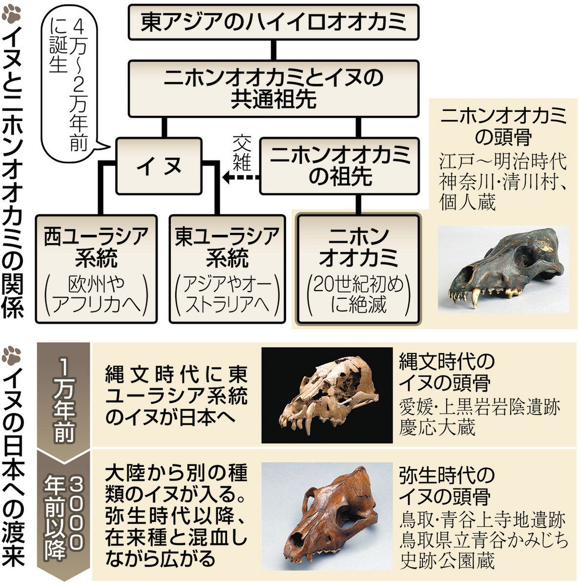 実験動物組織図譜 (1975年) 古代DNAで探る イヌの起源 ニホンオオカミと共通祖先 4万～2万年