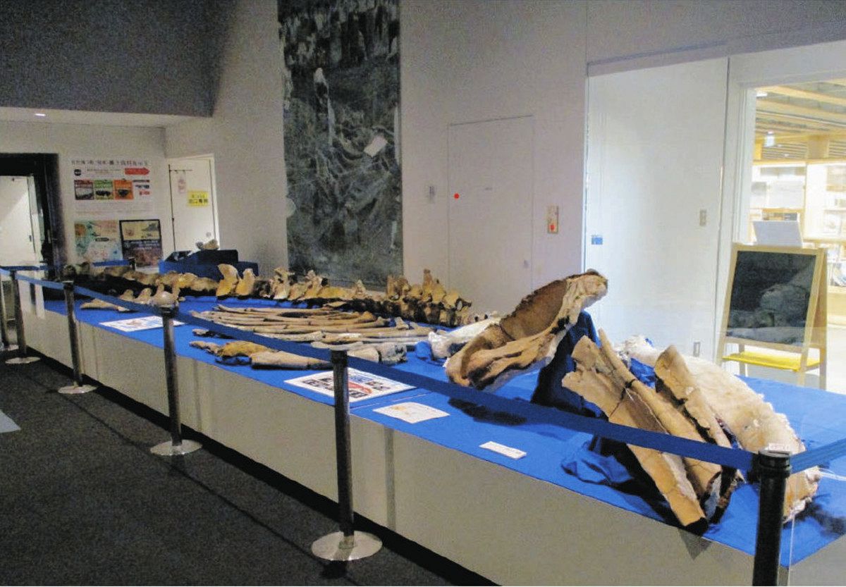 アキシマクジラ発見65年 全身骨格化石、5年ぶり公開 昭島で企画展