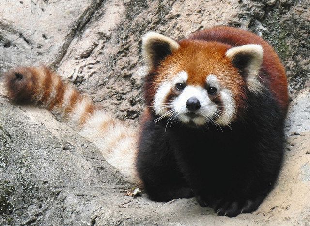 レッサーパンダ3頭仲間入り 来月25日から一般公開 桐生が岡動物園 東京新聞 Tokyo Web