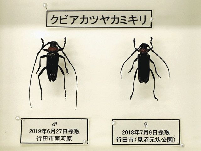 外来カミキリからサクラ守れ 行田で市民団体が駆除 東京新聞 Tokyo Web