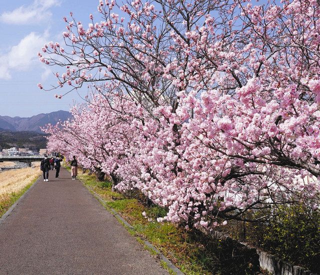 まばゆい春めき 南足柄で早咲きの桜満開 東京新聞 Tokyo Web