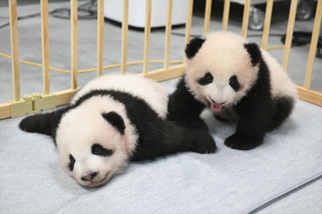 上野動物園の双子パンダの名前、オスは「暁暁(シャオシャオ)」、メスは