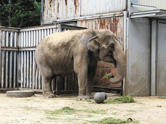 ゾウのプール改修 目標達成 宇都宮動物園でクラウドファンディング 次は動物のエックス線検査機材購入へ 東京新聞 Tokyo Web