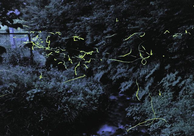 幻想的に舞うホタル 栃木・足利の名草川沿いで「祭り」 25日まで：東京