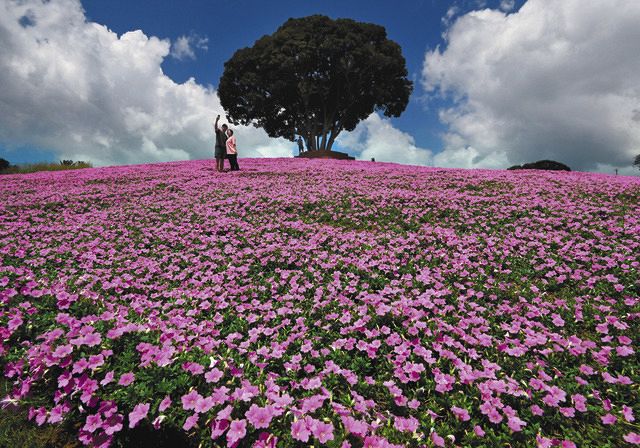 松葉菊桃色ピンク　８０ サイズのお箱いっぱい♪ マザー牧場に映えるピンクのじゅうたん その名は「桃色吐息」：東京