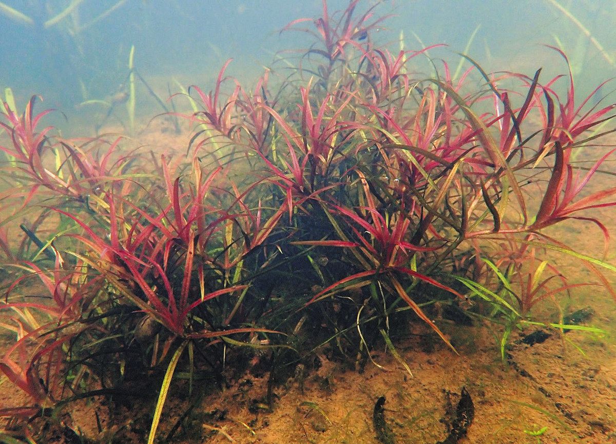 まさか！」ヤナギスブタ確認 都立野山北・六道山公園で 都内で「絶滅