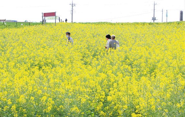 高崎花高公園: 高崎公園 現在 – 鼻高展望花の丘 菜の花祭り – NHDT