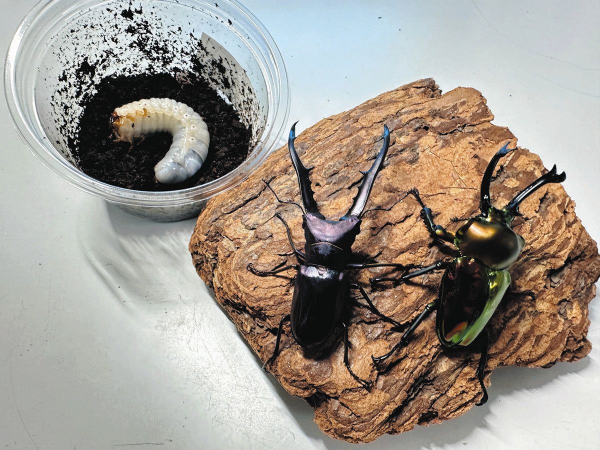 専門店みっけ＞カブト・クワガタムシ Beetle on（ビートロン） 一年中触れる、幼虫から育てる：東京新聞 TOKYO Web