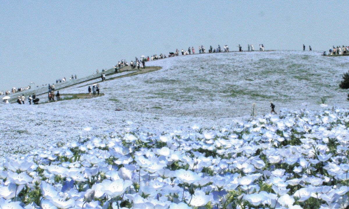 青空に映える青の丘 ひたち海浜公園でネモフィラ見ごろ：東京新聞デジタル