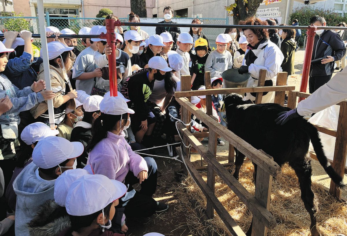 女子小学 乳首 命の重み 肌で感じて おっかなびっくり搾乳に挑戦 戸田の小学校で酪農体験：東京新聞デジタル