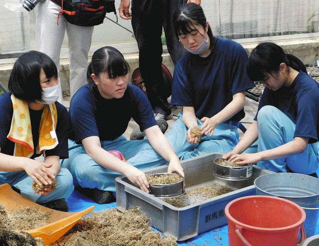 沼須ねぎの種をふるいにかける生徒たち＝沼田市の利根実業高で
