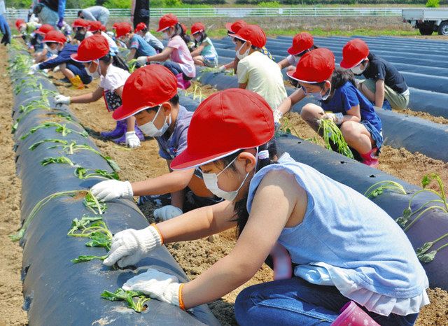 サツマイモ 大きくなってね 太田で児童ら70人が苗の植え付け：東京新聞