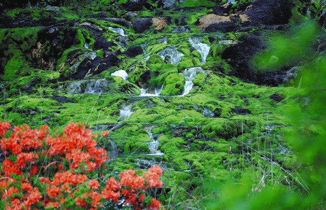 彩 首都圏の四季を訪ねて＞「地獄」を覆う深緑 チャツボミゴケ公園