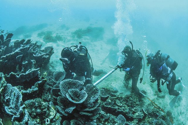 青き海の神秘 1000年サンゴの謎に迫る 世界最大級オオスリバチ