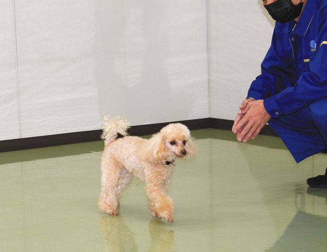 岡山県警の嘱託警察犬として採用が決まったトイプードルのハンナちゃん（岡山県警提供）