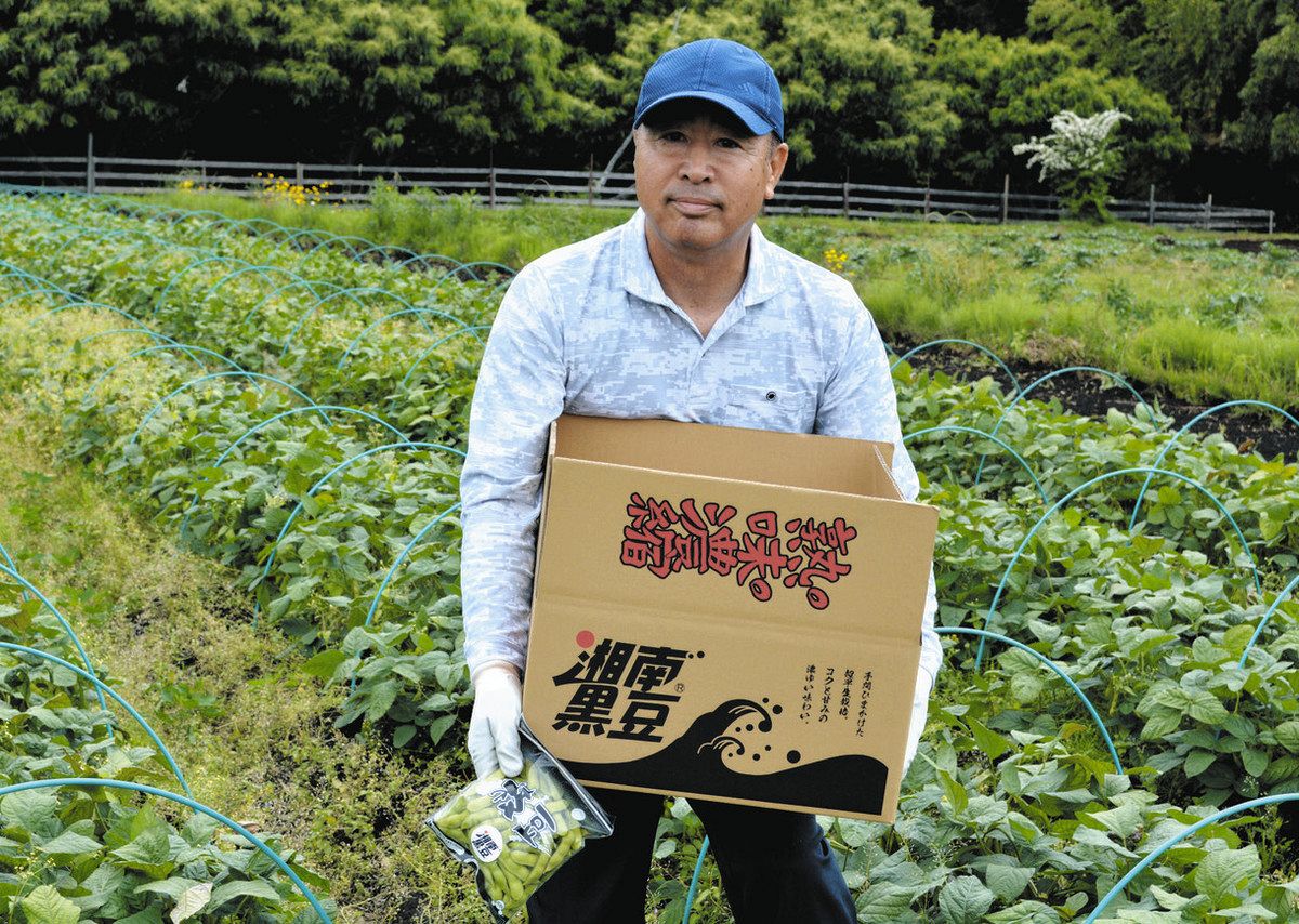 夏九寸帯　黒地にビールと枝豆　新品 夏九寸帯 黒地にビールと枝豆 新品